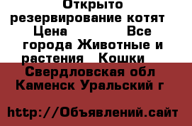 Открыто резервирование котят › Цена ­ 15 000 - Все города Животные и растения » Кошки   . Свердловская обл.,Каменск-Уральский г.